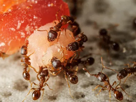 Hormigas alimentándose de un resto de comida en el piso de una cocina