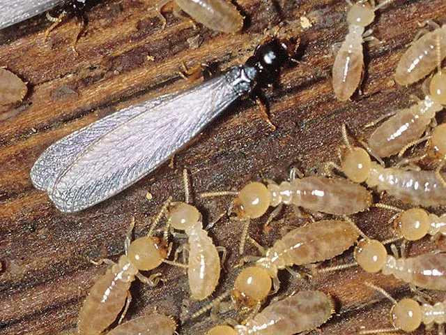 Termitas obreras y una termita alada sobre madera dañada